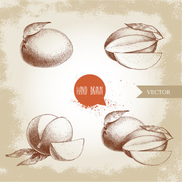 Hand drawn mango fruits set with leafs and mango slices. Sketch style vector fruit illustration on rough old background. Eco food.