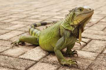 Iguana