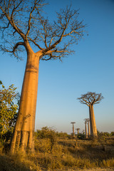 Fototapeta na wymiar Group of young baobabs at dusk