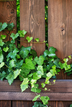 Ivy leaves on a wooden background