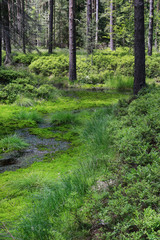 Wetland forest with green carpets of moss.