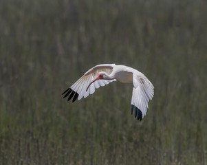 White Ibis Flying Low - A beautiful white ibis flies low over the grassy marsh as it prepares to land and join the flock.