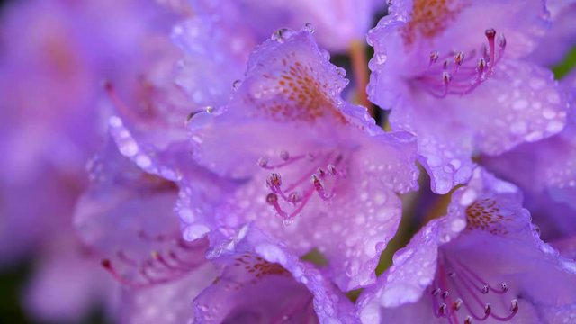 Beautiful rhododendron close up in magenta, with raindrops and shower