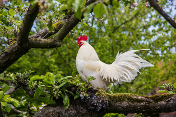 Rooster on the tree