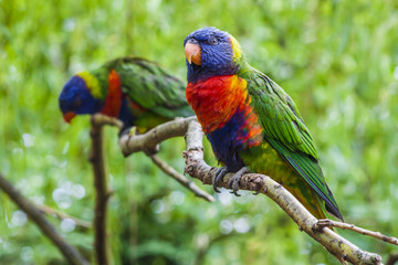 Naklejka premium Pair of Rainbow Lorikeets
