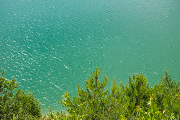 Pine tree on the coast of ocean