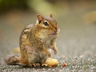 Streifenbackenhörnchen