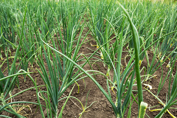 Background of a young green onion. Close-up.