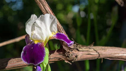 White Gladiolus flower closeup