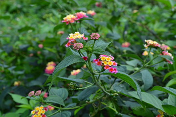 flower in vietnam