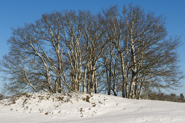 Winter Landscape Trees
