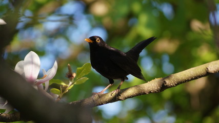 Amsel
