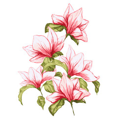 Fototapeta premium Magnolia flower bouqet in blossom, beautiful home decor and interior design, vector illustration isolated on white background