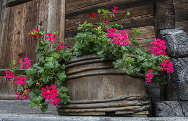 Fototapeta na wymiar Wooden Flower Pot with Pelargonium