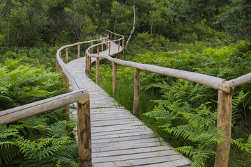 Wooden Footpath in Nature