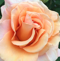 Peachy Keen Rose