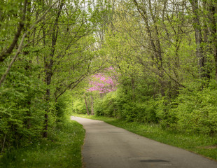 Path through woods in springtime with sunlight shining at the end of the path and on a beautiful blossoming purple tree