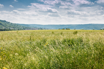 Getreide auf dem Feld