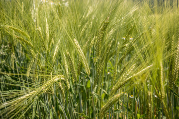 Getreide auf dem Feld