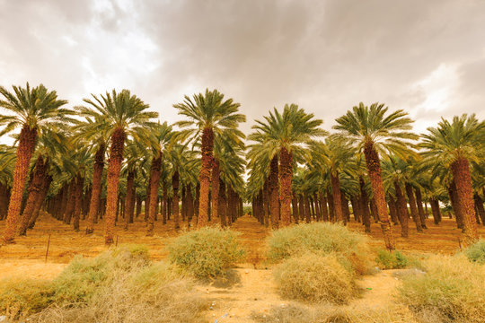 Ein Gedi Nature Reserve.