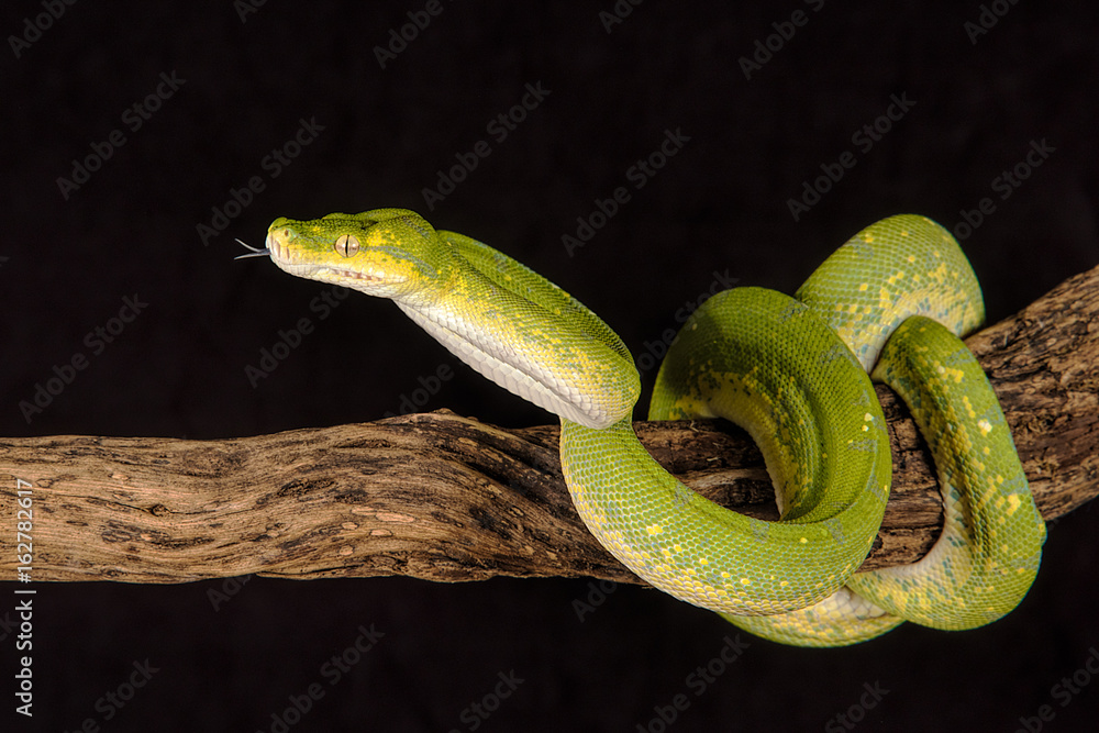 Poster A close up of a green tree python curled around a branch with its tongue protruding