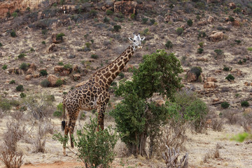 Fototapeta na wymiar Giraffa in cerca di cibo nella savana