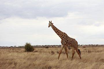 Giraffa in libertà nella savana