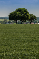 Trees on the field