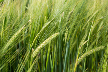 Fototapeta na wymiar Wheat