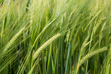 Wheat