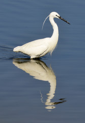 Aigrette garzette,.Egretta garzetta, Little Egret,
