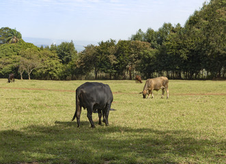 Naklejka na ściany i meble Cows on a green field in Brazil 