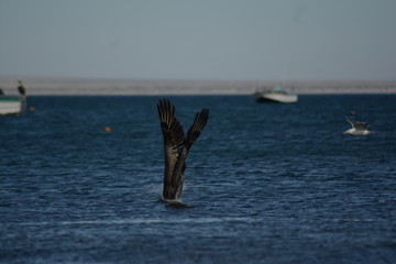 Pelicano pescando