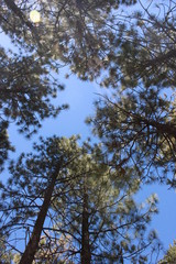 Obraz premium Forest trees