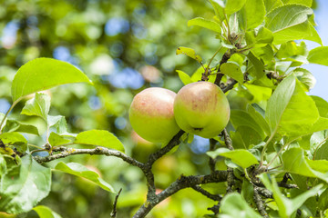 Two Ripe Apples