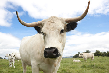White Cow