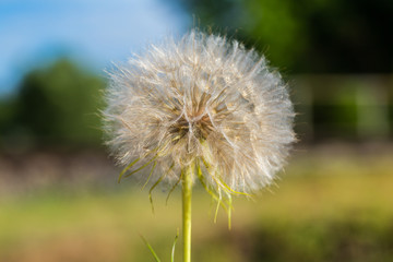 Closeup photo of tragopogon - a kind of big dandelion