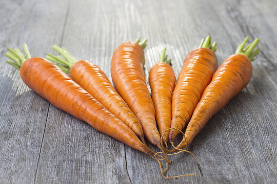 Organic Fresh Carrots on a gray wooden background.