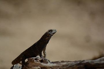 Iguana tomando el sol