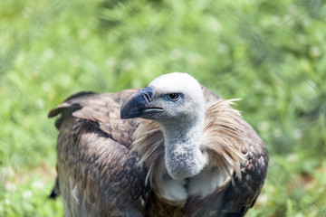 Griffon vulture  looks around and looks for food for himself