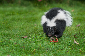 Striped Skunk (Mephitis mephitis) Charges Forward