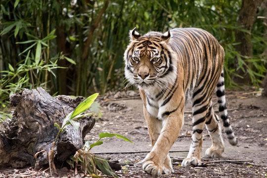 tiger
