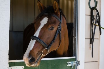 Fototapeta premium Horse at stable