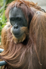 orangutan