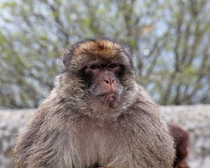 Ape of Gibraltar. These animals are famous in the British Territory of Gibraltar.
