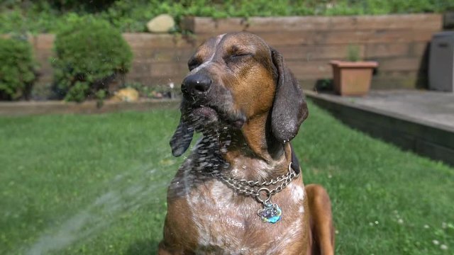 A large domesticated coonhound dog drinks from an outside backyard household hose in slow motion.	Shot at 144fps.  	