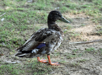 Beautiful Northern Ducks basking in the heat of the Texas Sun