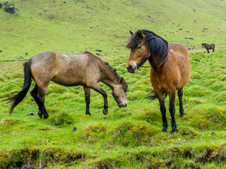 Icelandic horses
