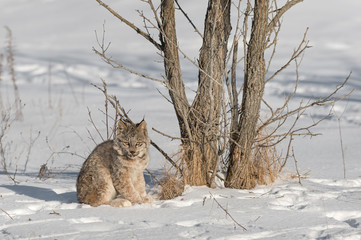 Canadian Lynx (Lynx canadensis) Sits by Tree