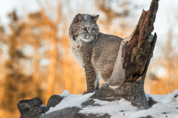 Bobcat (Lynx rufus) Sits Looking Right